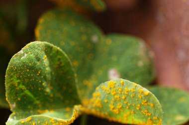 Oxalis rust affects the leaves of an oxalis plant, marking it with yellow spots clipart