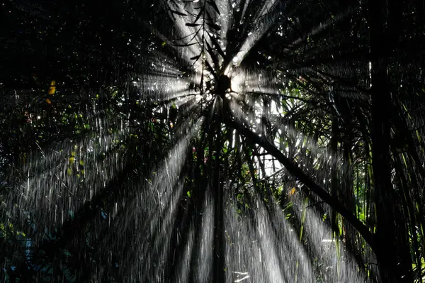 Rain beams are caught by the light coming through the foliage.