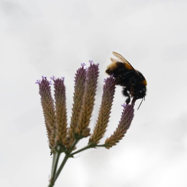 A Buff-tailed Bumble Bee (Bombus terrestris) is feeding on some purple flowers. clipart