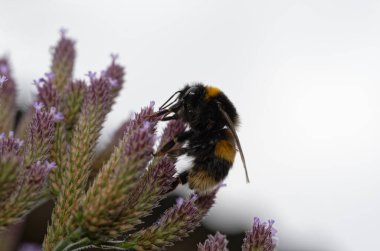 A buff-tailed bumble bee is feeding clipart