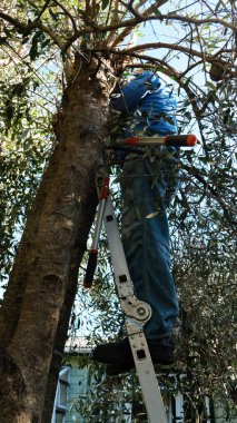 Metal bir merdiven bir zeytin ağacına yaslanıyor. Bir adam merdivenden yukarı çıkıp budama yapıyor. Bir çift makasla bir dal üzerinde dengelenmiş..