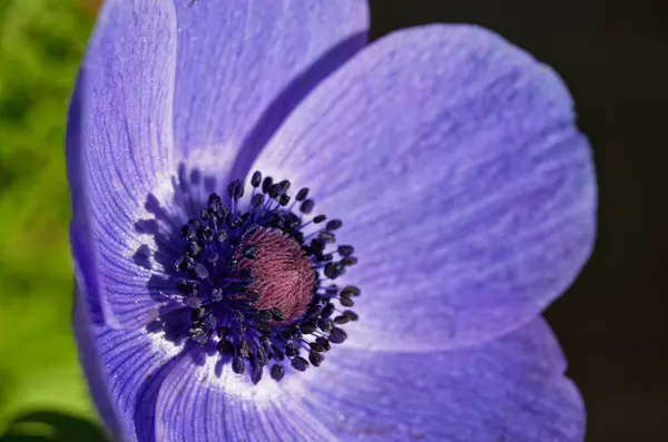 stock image The dark violet stamens of an anemone flower throw their shadows onto its petals on a sunny Spring day.