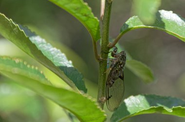 Ağustos böceği, ağır damarlı kanatlı bir Yeni Zelanda böceğidir. Yeraltındaki gençlik halinden çıkar ve şarkı söylemek için bitkilere tırmanır..