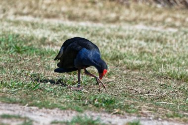 Bir pukeko, Yeni Zelanda 'nın yerlisi biraz ot topladı ve köklerini yiyor..