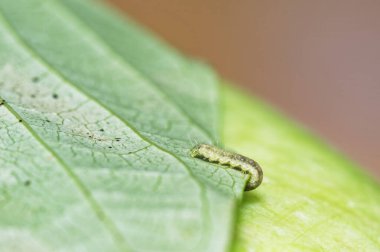Çizgili bir tırtıl bir yaprağın altındaki sığınağa doğru gidiyor.