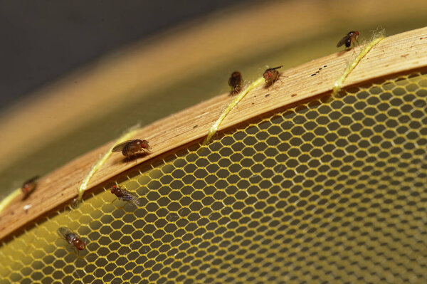 На крытой сеткой фруктовой миске есть фруктовые мухи. Если они могут только проникнуть в них будут в раю плодовых мух.