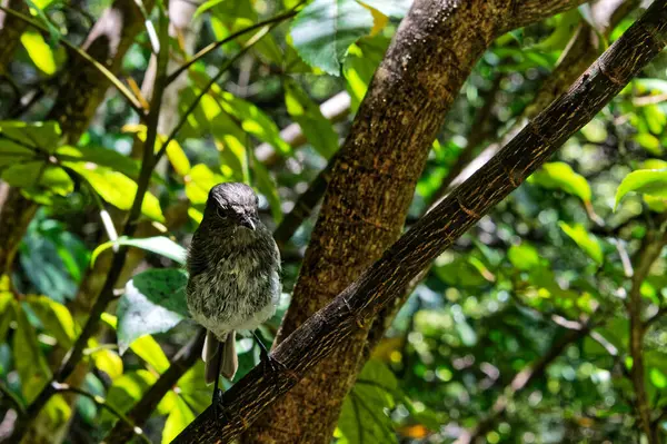 Güney Adası Robin, Aotearoa Yeni Zelanda 'ya özgüdür. Rahatsız ettikleri böcekleri yakalamak için sık sık tramvayları ve yürüyüşçüleri takip eden meraklı küçük bir kuş. Sayıları risk altında ve azalıyor olarak sınıflandırıldı..