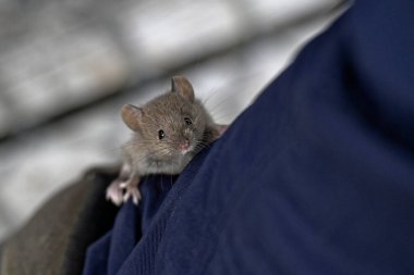 Küstah küçük bir ev faresi, bacağına tırmanmaya başlayan birinin botunun üzerine oturur.