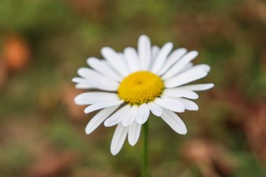 Daisy bir Bahçe