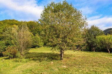 Sonbaharda güzel yeşil orman