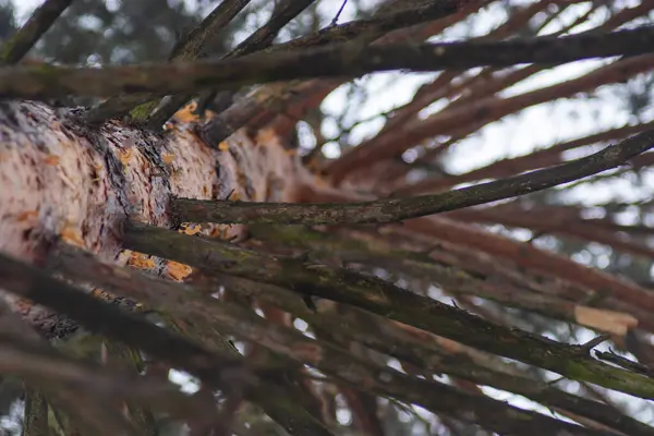 Kışın çam ağacı dalları ve iğneleri.