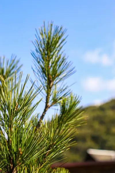 Ormanda yeşil çam ağacı