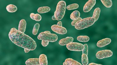 Bakteri Aggregatibacter, 3 boyutlu resimleme. Aggregatibacter afrofilus ve A. Actinomycetcomitans, Gram negatif bakteriler, ağız ve boğazın normal florasının bir parçası, ayrıca endokardite neden olur.