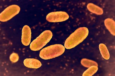 Bakteri Aggregatibacter, 3 boyutlu resimleme. Aggregatibacter afrofilus ve A. Actinomycetcomitans, Gram negatif bakteriler, ağız ve boğazın normal florasının bir parçası, ayrıca endokardite neden olur.