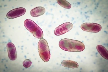 Bakteri Aggregatibacter, 3 boyutlu resimleme. Aggregatibacter afrofilus ve A. Actinomycetcomitans, Gram negatif bakteriler, ağız ve boğazın normal florasının bir parçası, ayrıca endokardite neden olur.