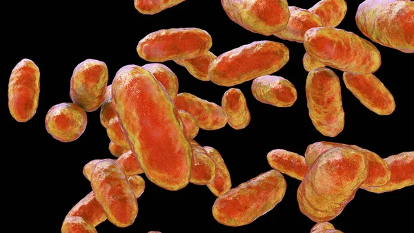 박테리아 Aggregatibacter Aggregatibacter Aphrophilus Actinomycetemcomcians Gram Negative Bacteria — 스톡 사진
