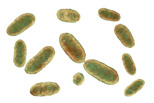 Bacterias Aggregatibacter Ilustración Aggregatibacter Aphrophilus Actinomycetemcomitans Bacterias Gramnegativas Parte Flora — Foto de Stock