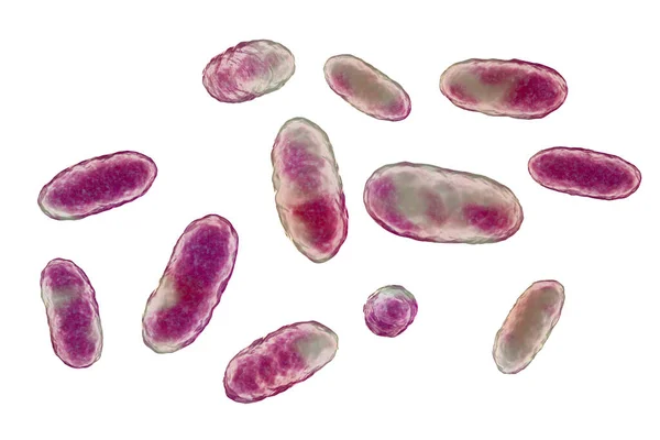 Batteri Aggregatibacter Illustrazione Aggregatibacter Aphrophilus Actinomycetemcomitans Batteri Gram Negativi Parte — Foto Stock