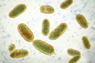 Bakteri Aggregatibacter, 3 boyutlu resimleme. Aggregatibacter afrofilus ve A. Actinomycetcomitans, Gram negatif bakteriler, ağız ve boğazın normal florasının bir parçası, ayrıca endokardite neden olur.