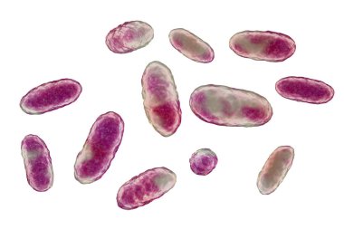 Bakteri Aggregatibacter, 3 boyutlu resimleme. Aggregatibacter afrofilus ve A. Actinomycetcomitans, Gram negatif bakteriler, ağız ve boğazın normal florasının bir parçası, ayrıca endokardite neden olur.