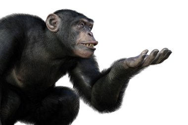Şempanze maymunu tek koluyla bir şeyi tutmaya hazır, üç boyutlu bir illüstrasyon.