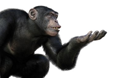 Chimpanzee monkey sitting with one arm ready to hold something, 3D illustration clipart