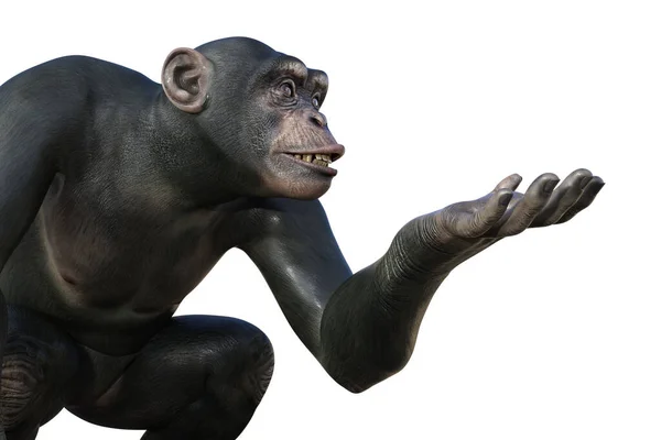 Šimpanzí Opice Sedící Jednou Rukou Připravenou Něco Držet Ilustrace — Stock fotografie