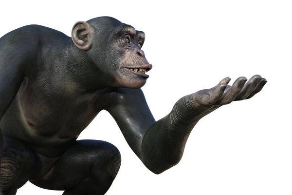 Singe Chimpanzé Assis Avec Bras Prêt Tenir Quelque Chose Illustration — Photo