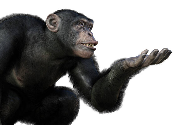 Шимпанзе обезьяна сидит с одной рукой готовы держать что-то, 3D иллюстрация