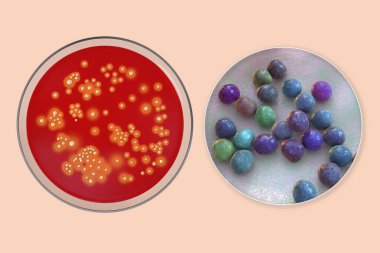 Bakteri Staphylococcus aureus, koyun kanı kolonileri orta ve yakın görüntüleme bakteri hücreleri, 3D illüstrasyon