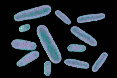 Bakteri Eikenella korozyonu, 3 boyutlu illüstrasyon. Eikenella, ağız boşluğunun ve bağırsağın normal bir biyografisidir. İnsan ısırığından sonra enfeksiyona, periodontite, menenjite ve diğer hastalıklara neden olur.