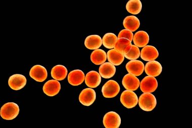 Bakterilere karşı metisiline dayanıklı Staphylococcus aureus MRSA, ilaca dirençli bakteri, 3D illüstrasyon