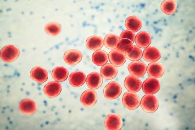 Bakterilere karşı metisiline dayanıklı Staphylococcus aureus MRSA, ilaca dirençli bakteri, 3D illüstrasyon