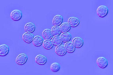 Bakterilere karşı metisiline dayanıklı Staphylococcus aureus MRSA, ilaca dirençli bakteri, 3D illüstrasyon