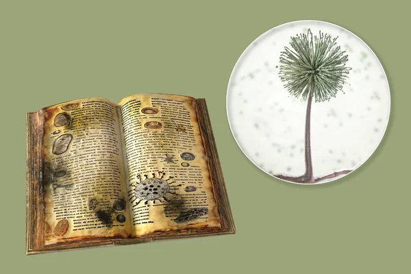 Eski Kitaplardaki Kalıplar Kavramsal Boyutlu Çizimler Sayfalarında Siyah Küf Eski — Stok fotoğraf