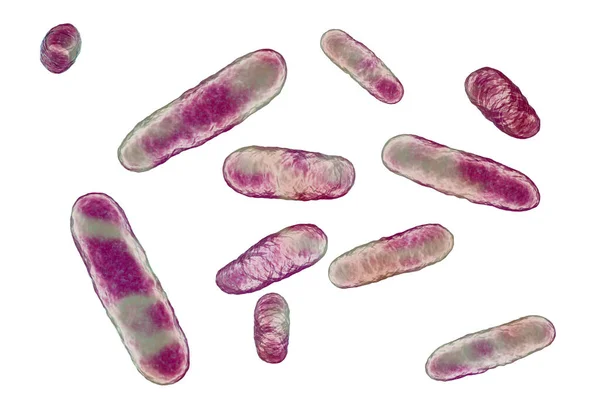 Bakteri Eikenella Corrodens Ilustrasi Eikenella Adalah Biota Normal Dari Rongga — Stok Foto