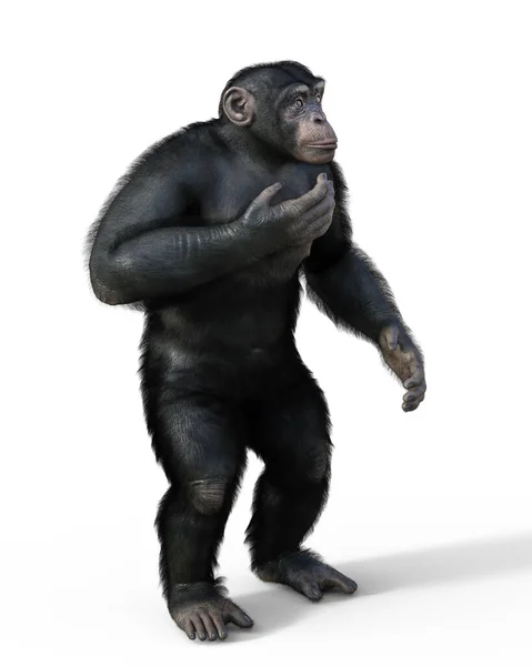 Mono Chimpancé Pie Mirando Lado Cámara Aislada Sobre Fondo Blanco —  Fotos de Stock