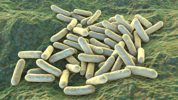 박테리아 사람의 서식하고 감염을 일으키는 음성균 — 스톡 사진