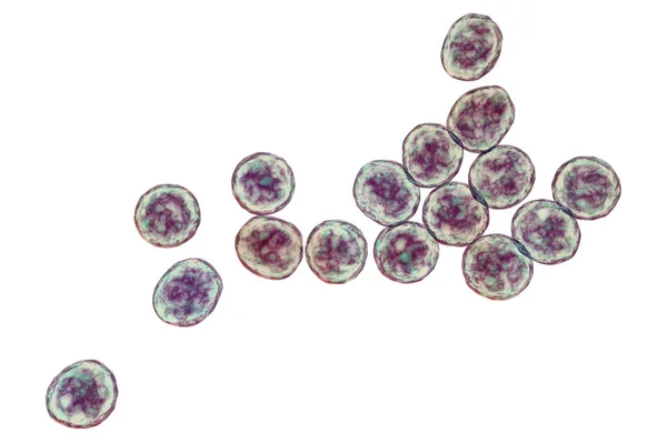 Bacterias Staphylococcus Aureus Resistente Meticilina Sarm Bacterias Multirresistentes Ilustración — Foto de Stock