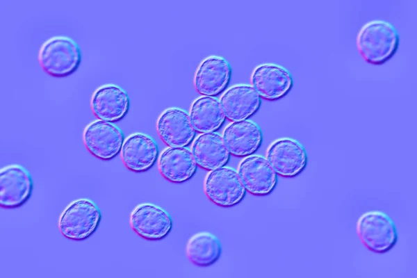 Bactéries Staphylococcus Aureus Sarm Résistant Méthicilline Bactéries Multirésistantes Illustration — Photo