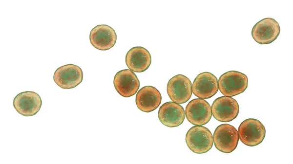 耐甲氧西林葡萄球菌Mrsa 耐多药细菌 3D说明 — 图库照片