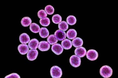 Bakterilere karşı metisiline dayanıklı Staphylococcus aureus MRSA, ilaca dirençli bakteri, 3D illüstrasyon