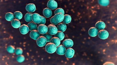 Staphylococcus lugdunensis bakterisi, 3 boyutlu illüstrasyon. Pıhtılaşma-negatif staphylococcus, endokardit, empyema, osteomyelit ve diğer enfeksiyonlarla ilişkili bir cilt haberleşmesi