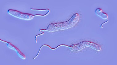 Vibrio micus bakterisi, 3 boyutlu illüstrasyon. V cholerae 'yi taklit eden ve balıkların, çiğ istiridyelerin, kaplumbağa yumurtalarının, karideslerin ve diğer deniz ürünlerinin mide iltihabına yol açan vibriyo türleri.