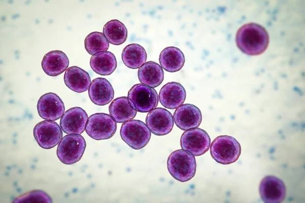 Bacteria Methicillin Resistant Staphylococcus Aureus Mrsa Multidrug Resistant Bacteria Illustration — Stock Photo, Image