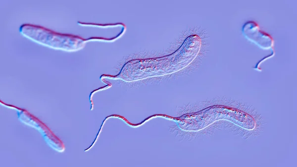 Bakteri Vibrio Mimicus Ilustrasi Spesies Vibrio Yang Meniru Cholerae Dan — Stok Foto