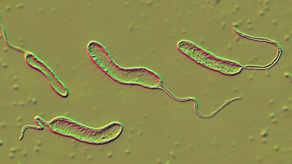 Bactérias Vibrio Mimicus Ilustração Espécie Vibrio Que Imita Cholerae Causa — Fotografia de Stock