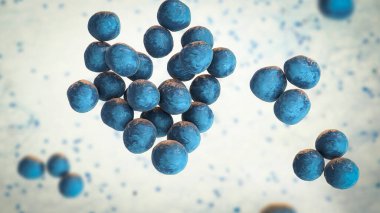 Staphylococcus lugdunensis bakterisi, 3 boyutlu illüstrasyon. Pıhtılaşma-negatif staphylococcus, endokardit, empyema, osteomyelit ve diğer enfeksiyonlarla ilişkili bir cilt haberleşmesi