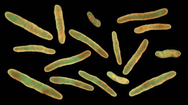 Tüberkülozun nedensel maddesi olan Mycobacterium tuberculosis, 3 boyutlu illüstrasyon M. leprae, M. avium kompleksi ve diğer micobakteriler için kullanılabilir.