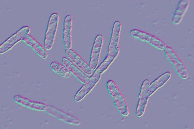 Bakteri Cardiobacterium hominis, 3 boyutlu illüstrasyon. Gram-negatif bakteri normalde ağız, burun ve boğazda bulunur ve endokardite neden olabilir..